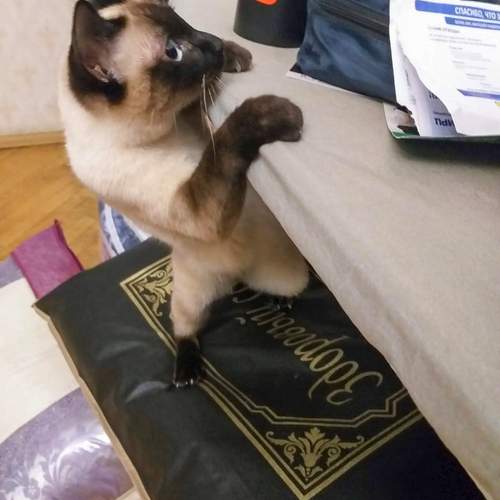 Photo #13248128