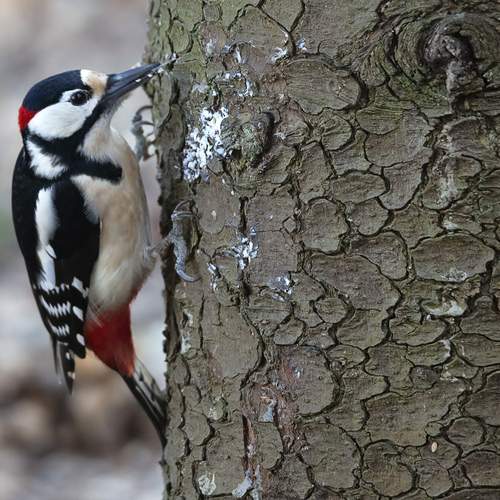 Photo #13248298