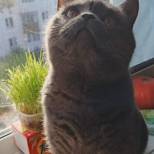 Photo #13248399