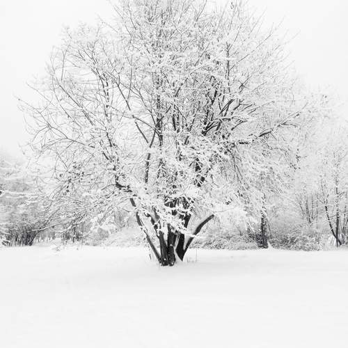 White winter