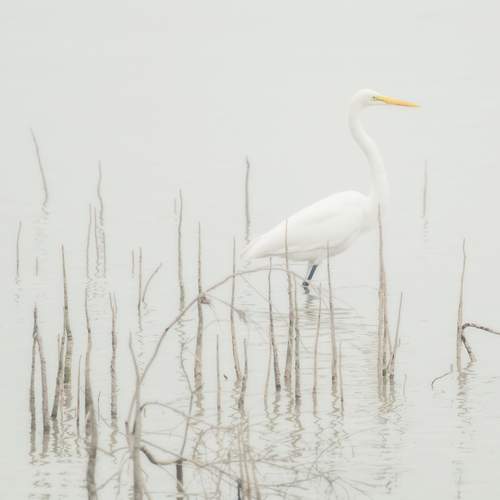 Migrant Birds of Shenzhen Bay