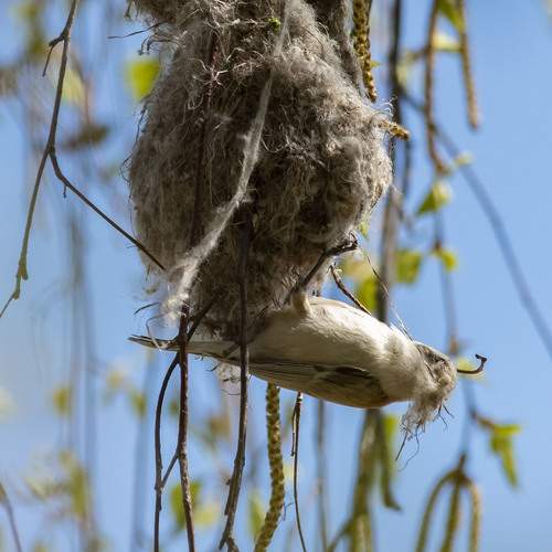 Photo #13248746