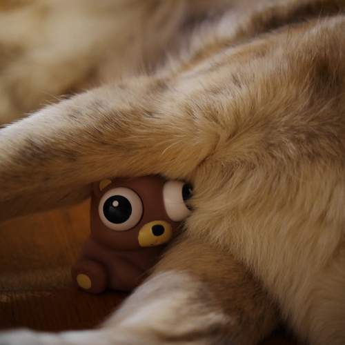 Photo #13248803