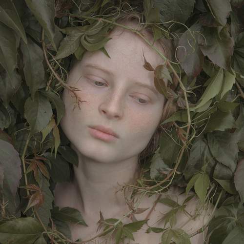 В девичьем винограде