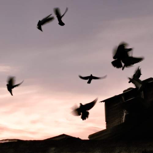 Freedom