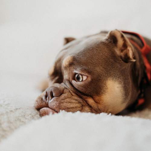 Photo #13249130