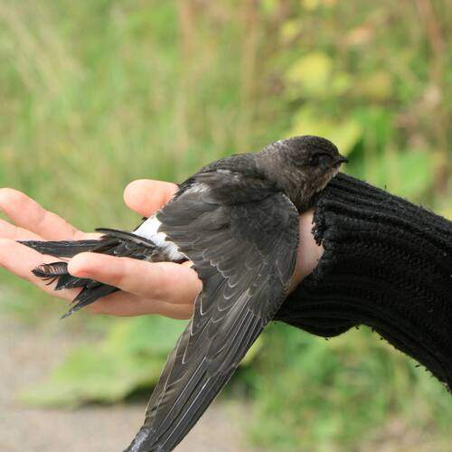 Photo #13249203