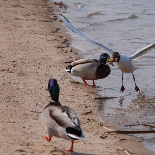 Фотография #13249321