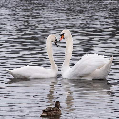 Фотография #13249333