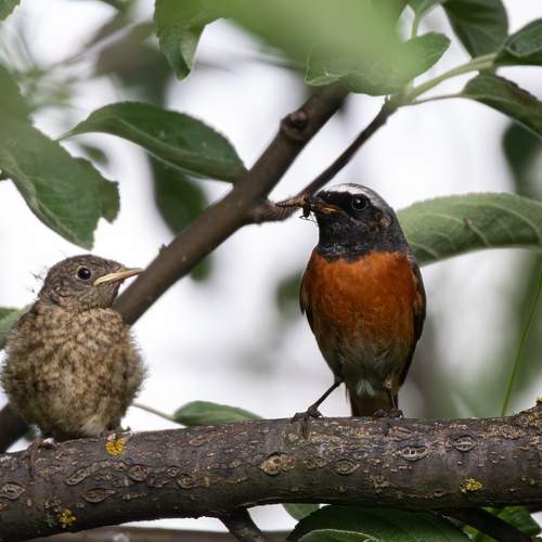 Photo #13249452