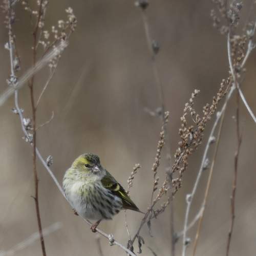 Photo #13249504