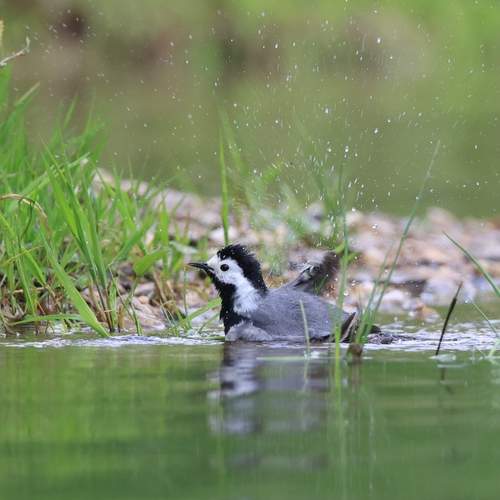 Photo #13249505