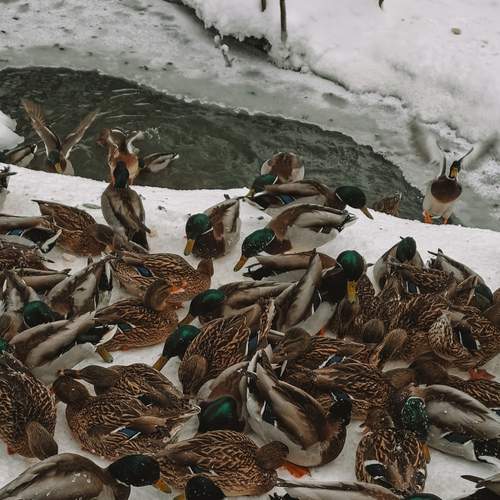 Photo #13249743