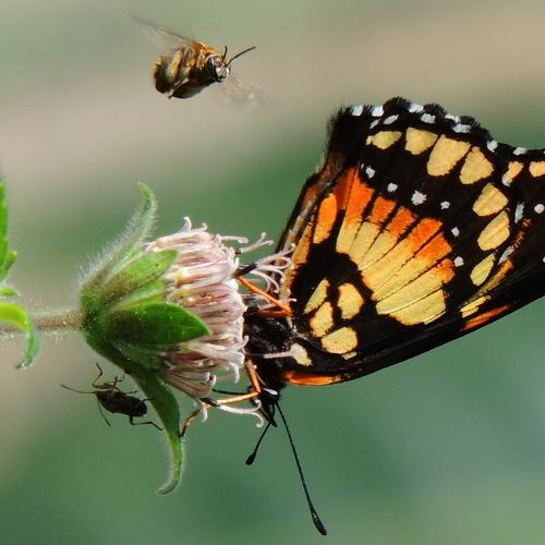 Bee & Butterfly
