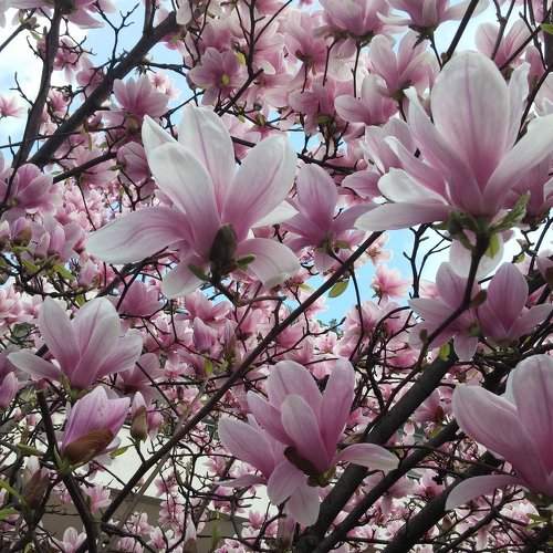 Bella primavera