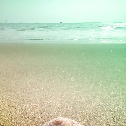 Shell of the shore