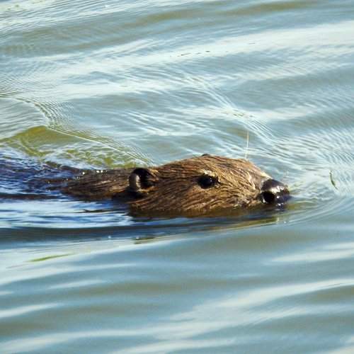 Photo #1329453