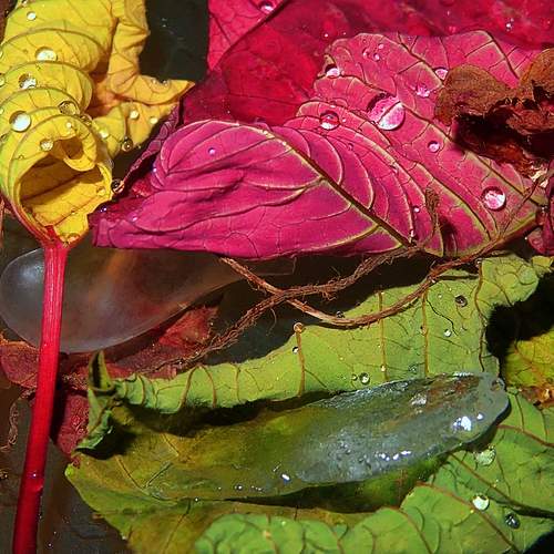 Photo #13250022