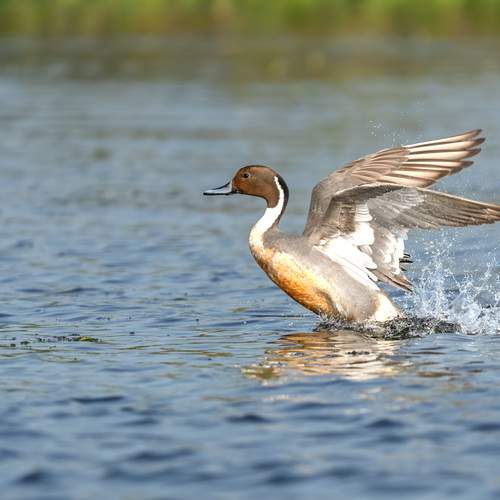 Through my lens, feathers shine