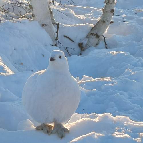 Photo #13250193