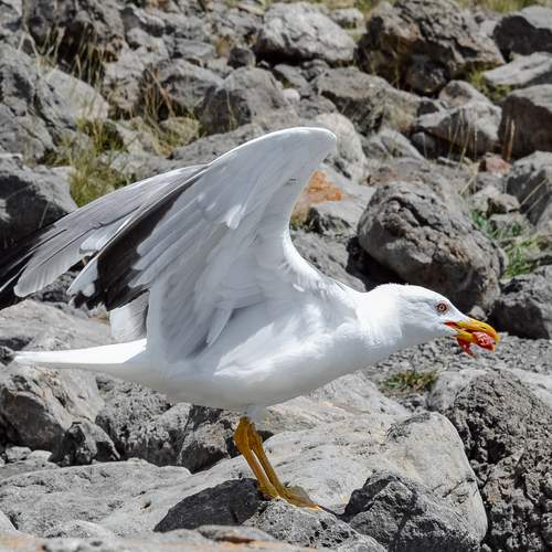 Фотография #13250236