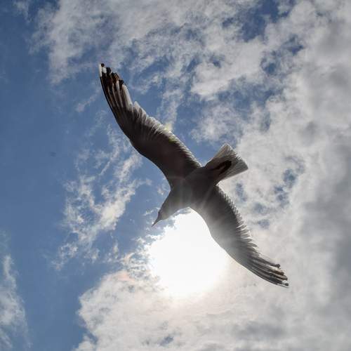 Фотография #13250238