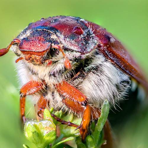 Photo #13250423