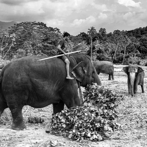 Фотография #13250478