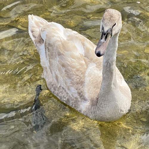 Photo #13250594