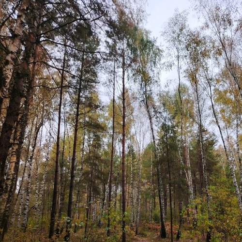 Photo #13250770