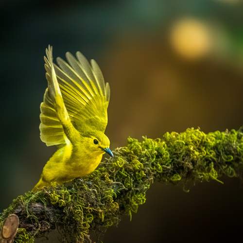 Yellow Browed Bulbul