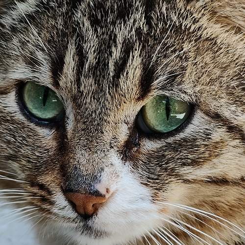 Photo #13251061