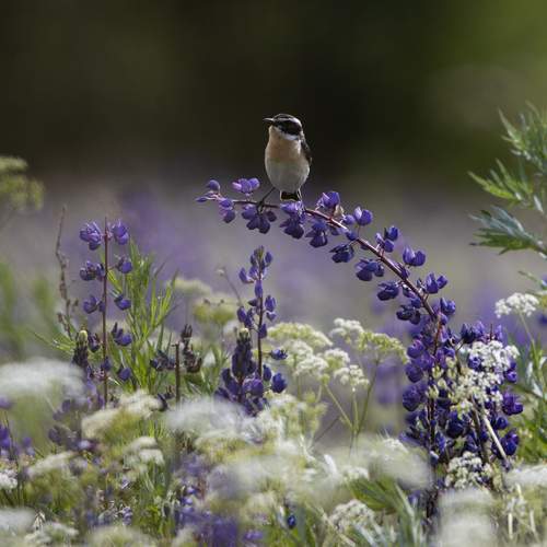 Photo #13251094