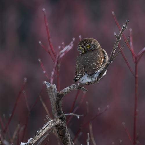 Фотография #13251111