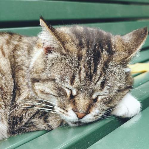 Photo #13251240