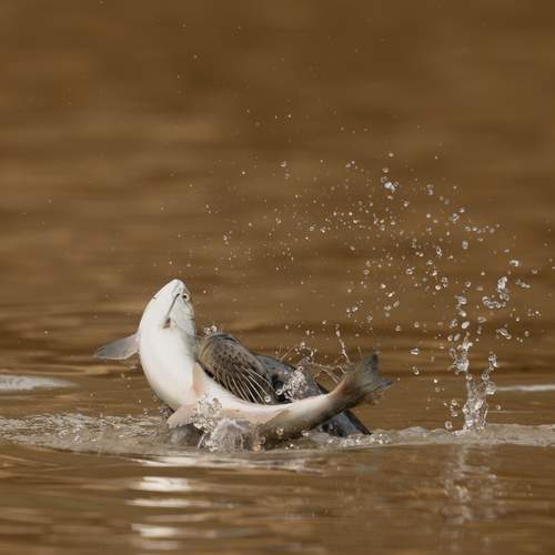 Photo #13251325
