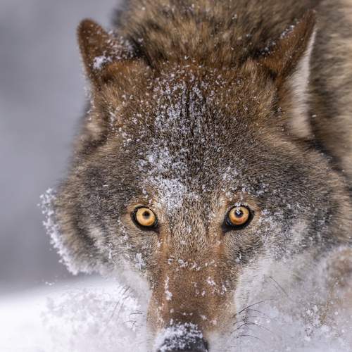Photo #13251351