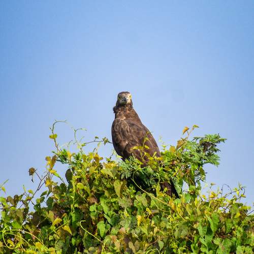 Guardian of the Canopy