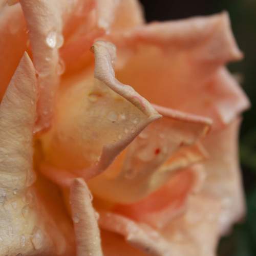 Photo #13251424