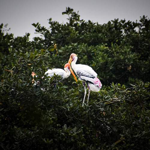 Photo #13251598