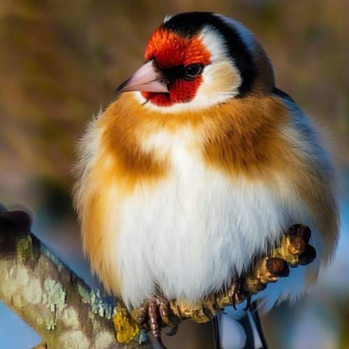 Фотография #13251818