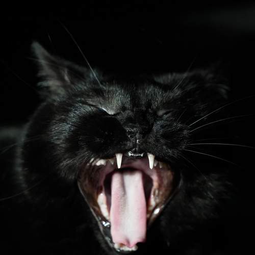Photo #13251823