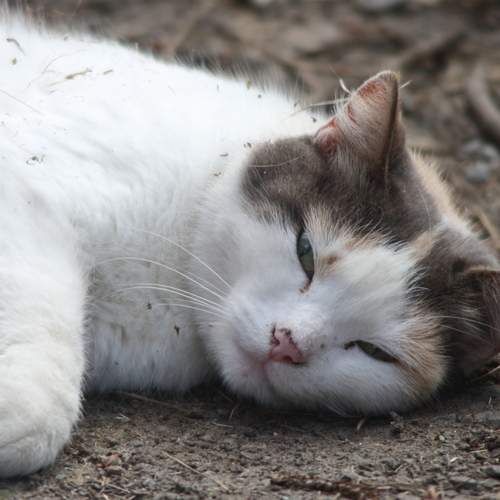 Photo #13252086
