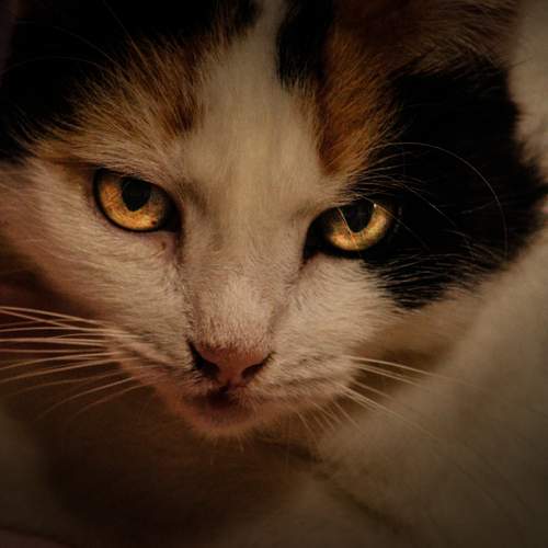 Photo #13252245