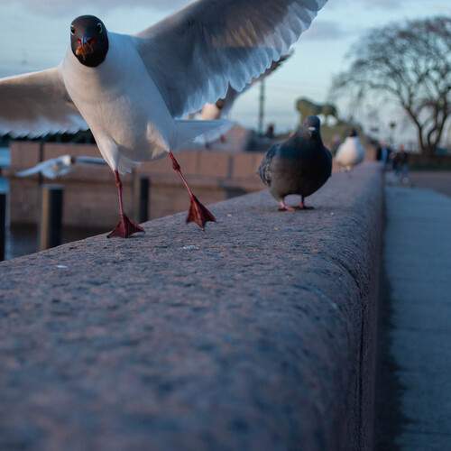 Photo #13252300