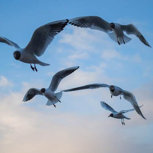 Photo #13252306