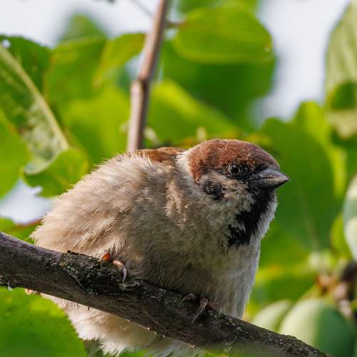 Photo #13252362