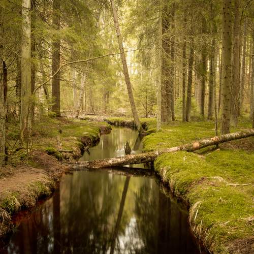 Photo #13252399