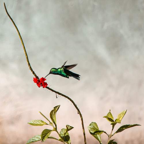 Photo #13252565