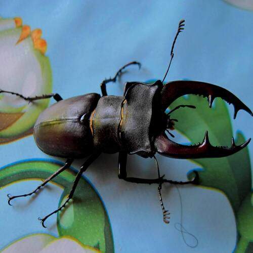 Photo #13252667